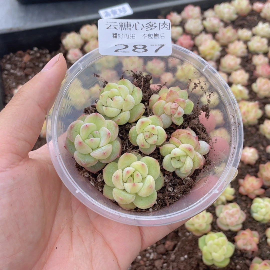 云糖心多肉植物287