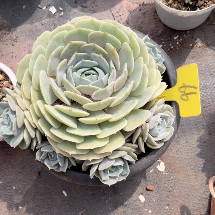 晨语多肉一物一拍一6 6