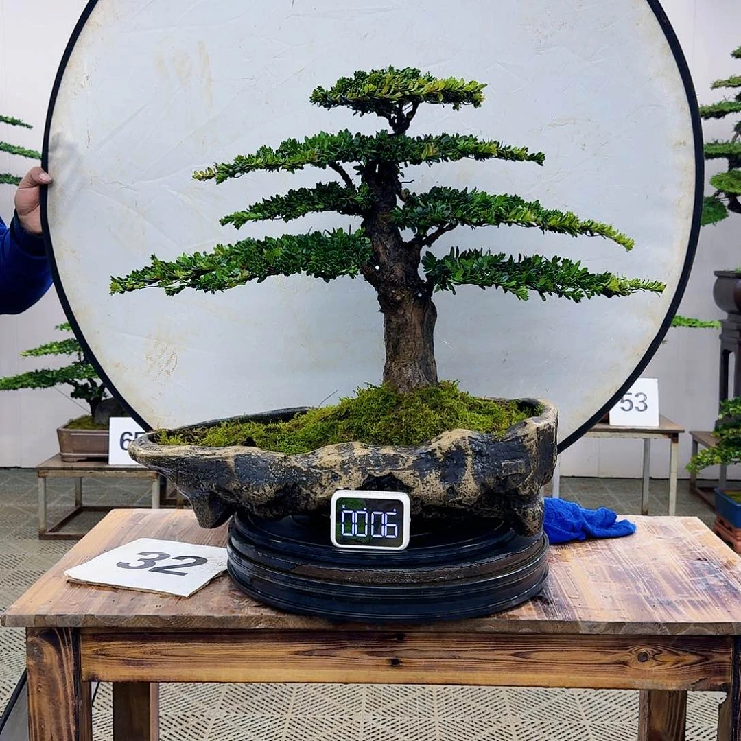 盆景珍珠红芽罗汉松