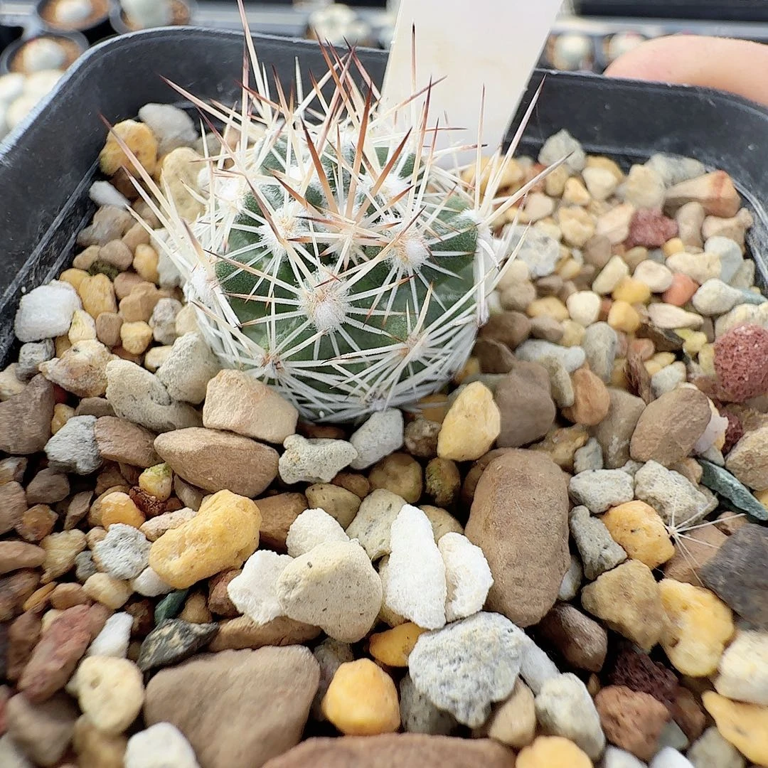 实生雪花丸脱土发货