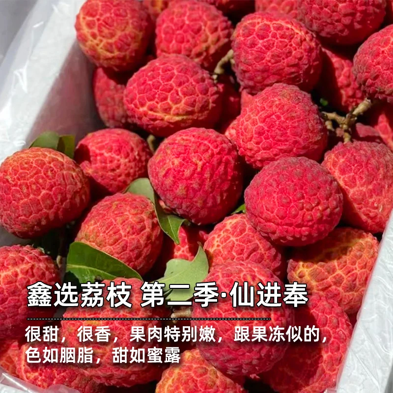 鑫选 广东仙进奉荔枝3-9斤 清甜多汁新鲜采摘 顺丰空运直发