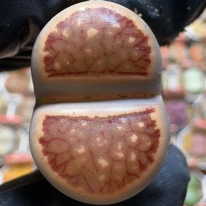 生石花1111111。   180