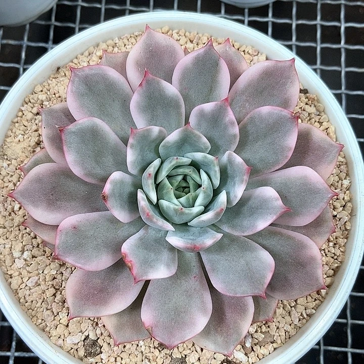 粉艾丽锦大单头的
