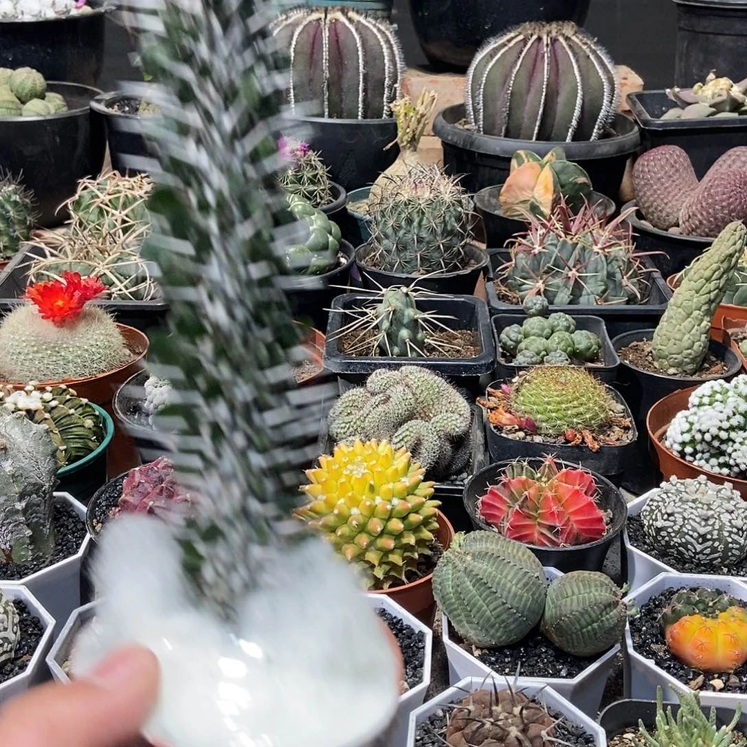 B****t地狱魔阵一物一拍