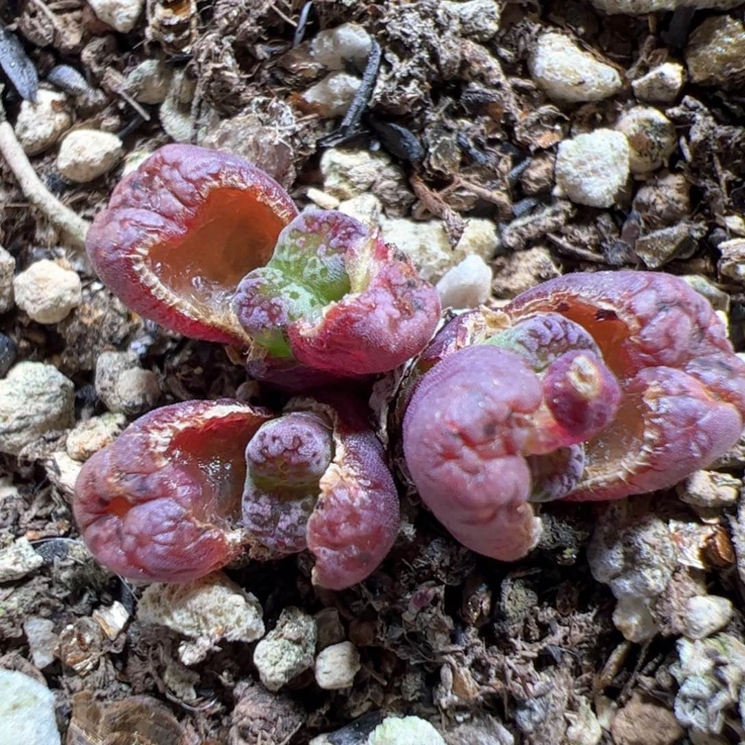 【闪购商品】285 马克