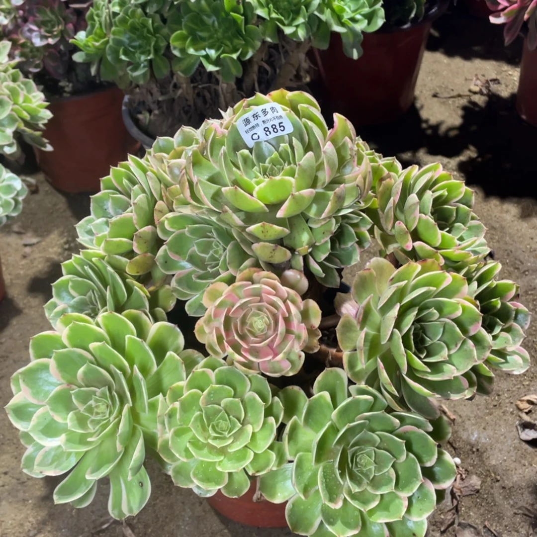 885粉花妖多肉法师断枝不包