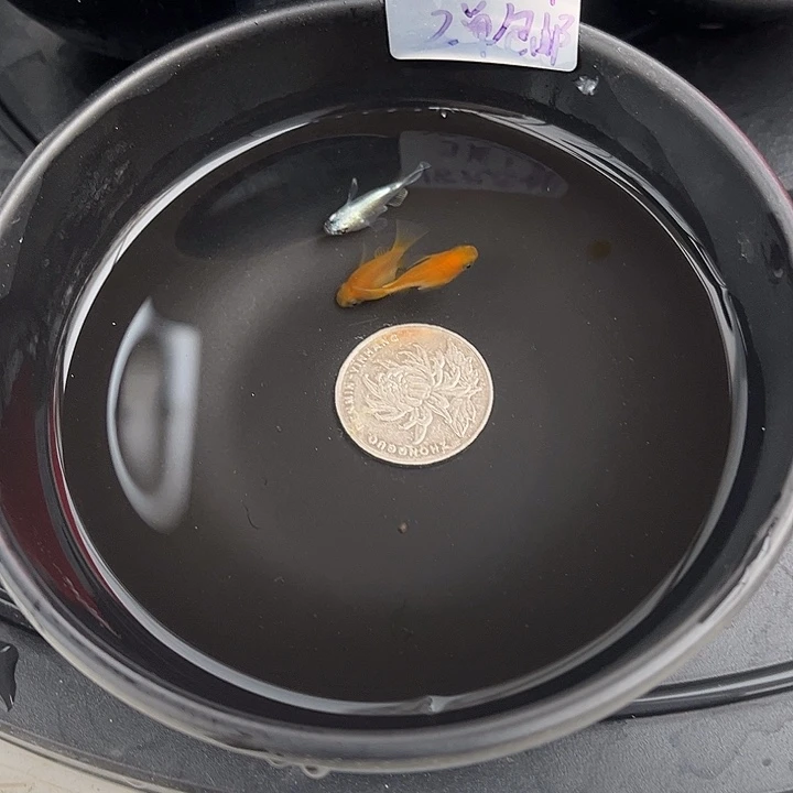 青鳉鱼球体3个43号