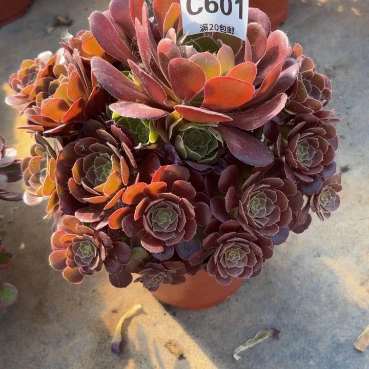 瑞妈多肉植物601