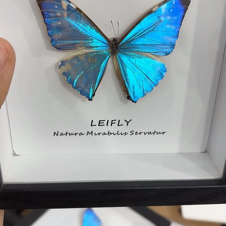 猫***王蝴蝶标本定制599@