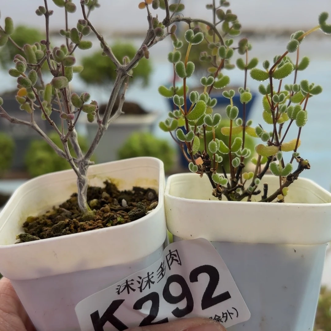 *****292开播福利组套餐