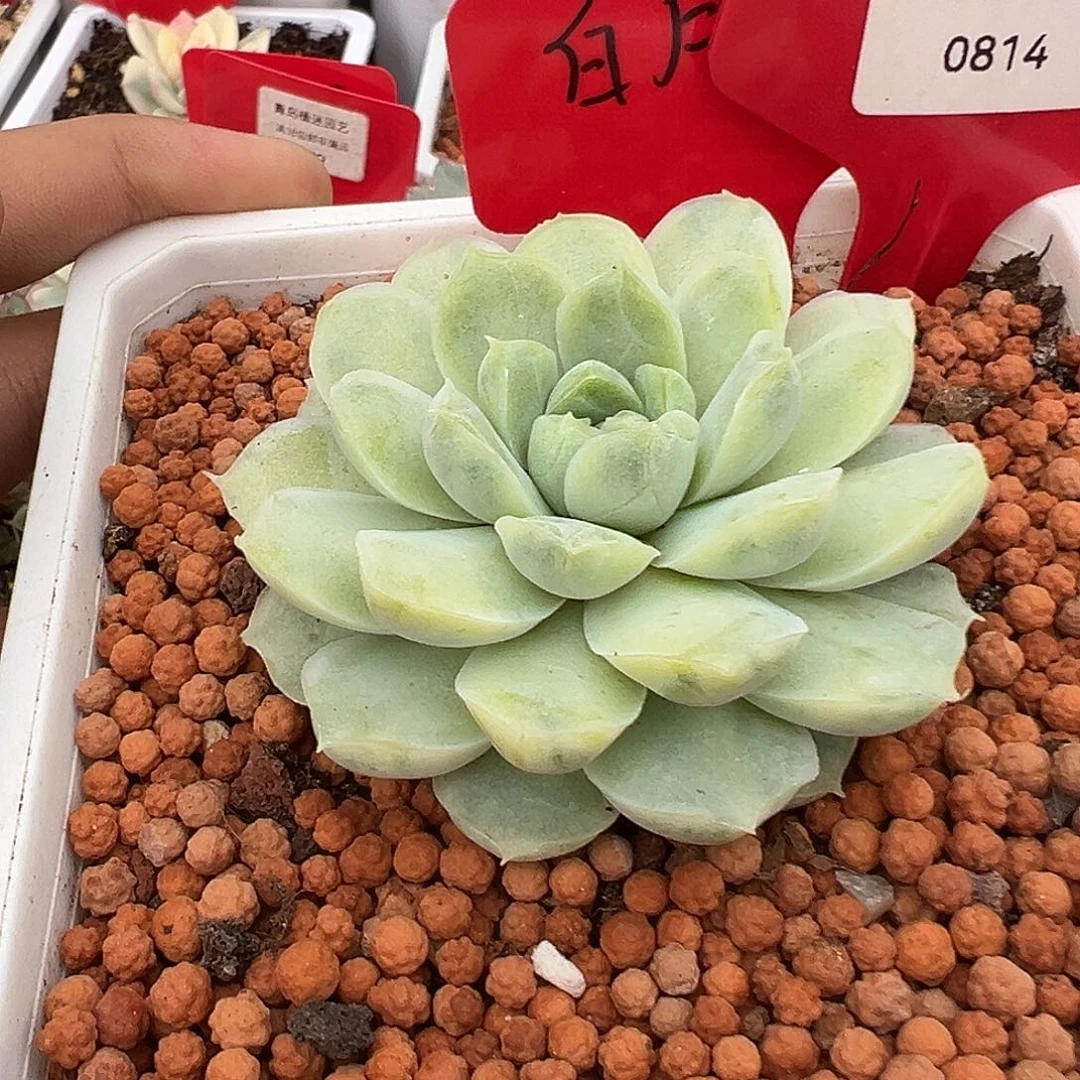 814号白月影锦多肉植物