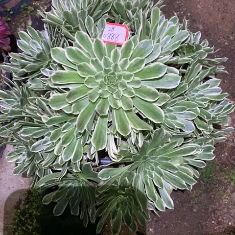 淘*?0888碧浪多肉法师植物