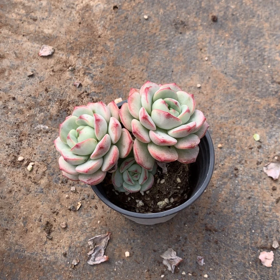 人工增水系统在国内已经应用