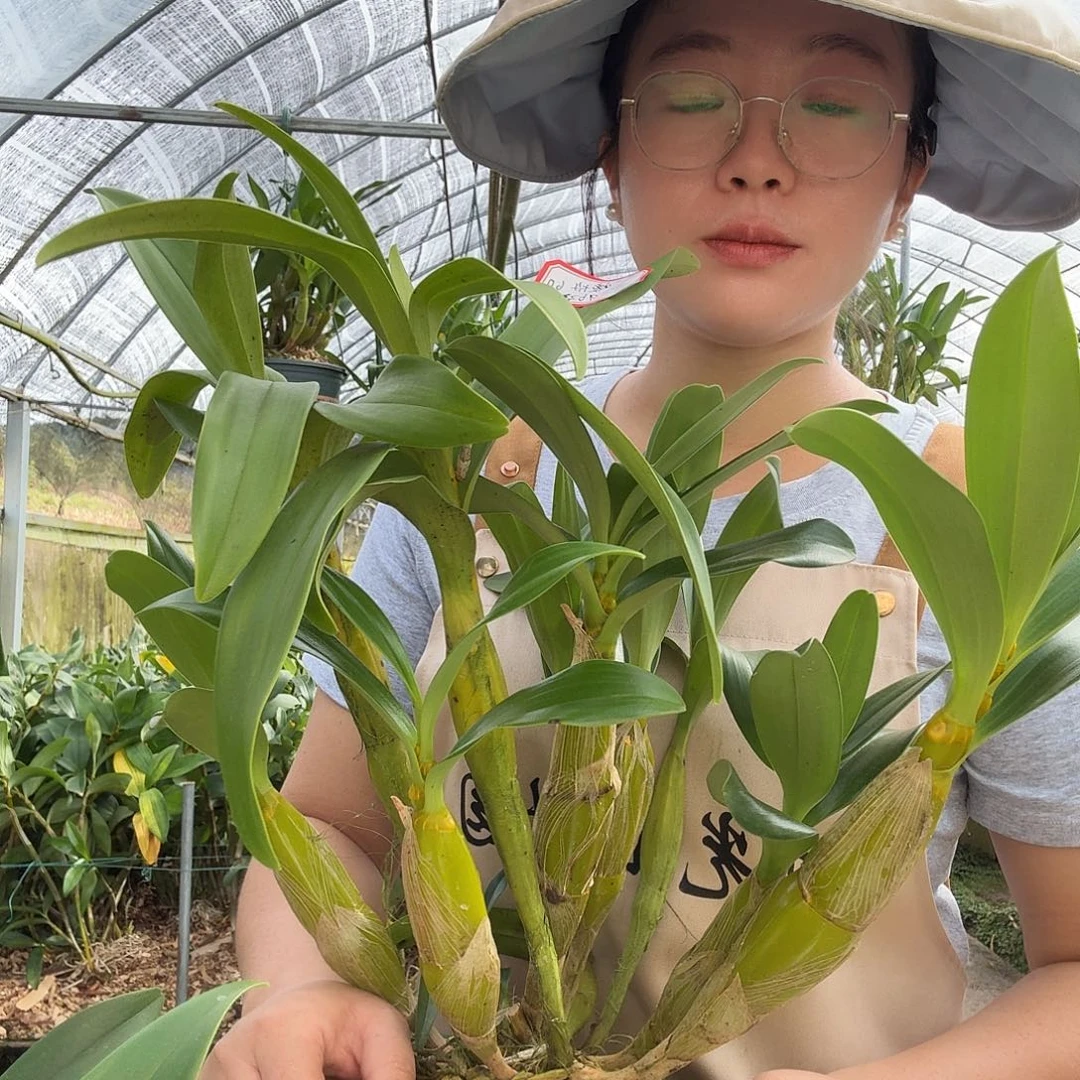 完全开放鼓槌石斛