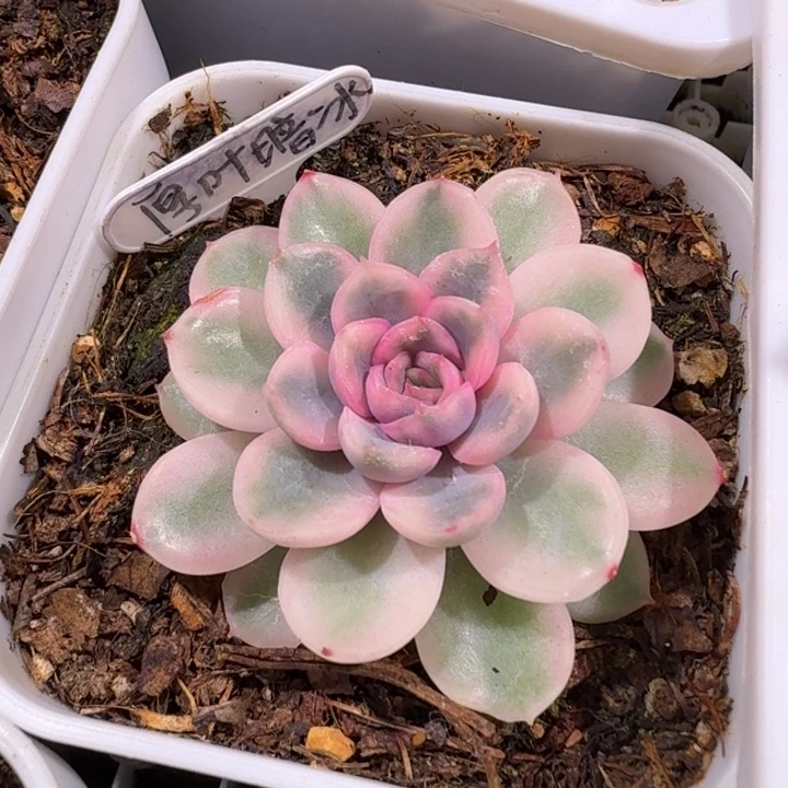 厚叶暗冰锦多肉植物