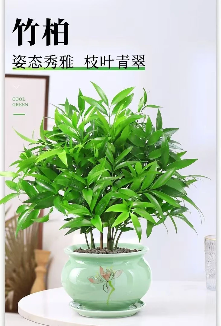 土培水培竹柏绿植盆栽