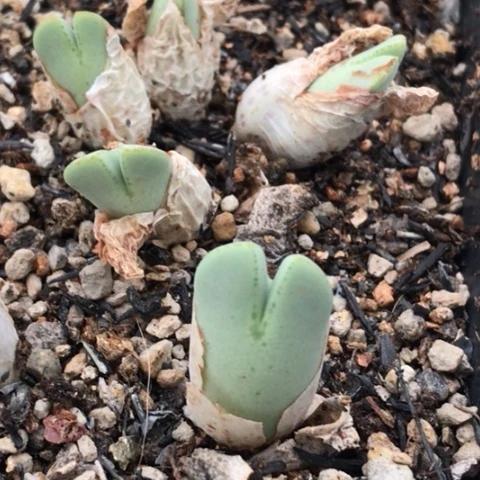 蓝**想多肉肉锥 粉花猪蹄