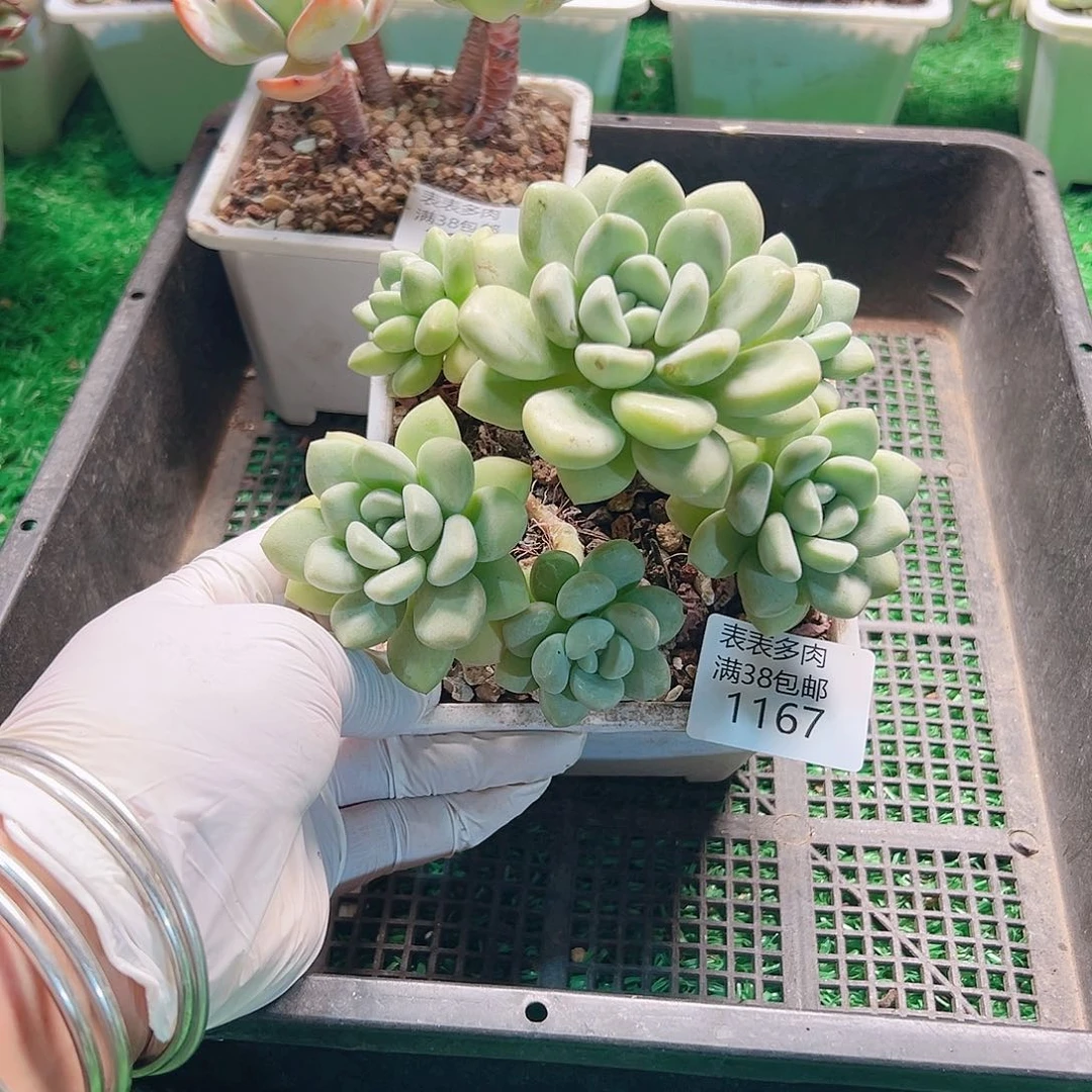多肉一物拍植物1167