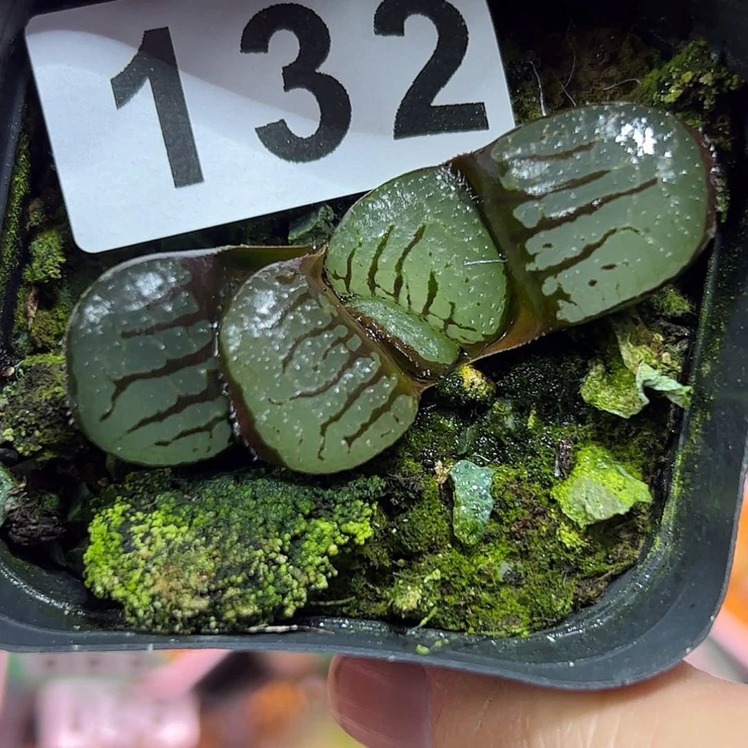 魔界十二卷多肉植物