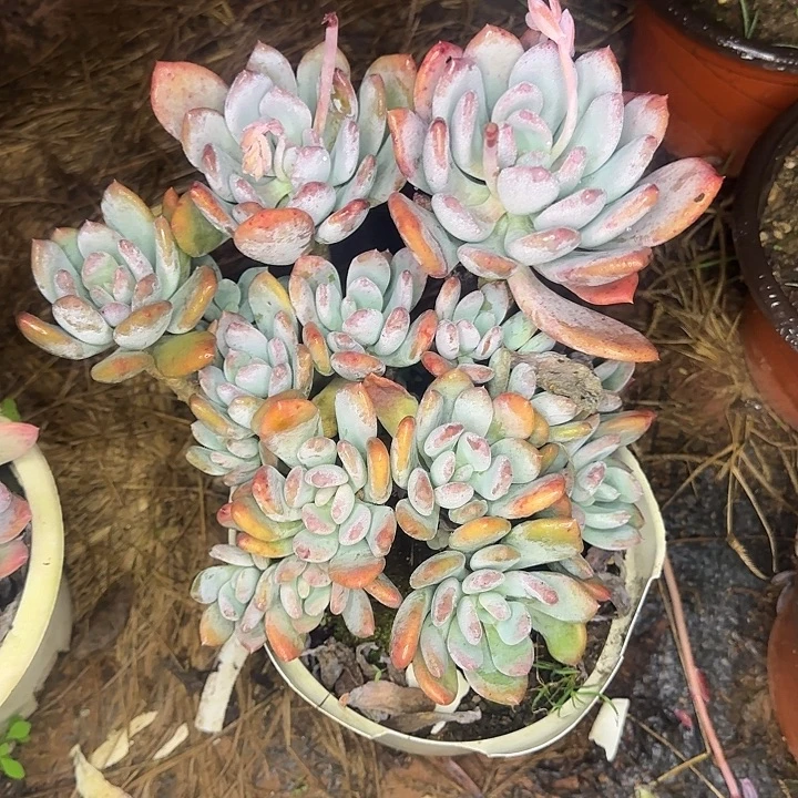 潭***肉多肉植物一物一拍灰姑娘393