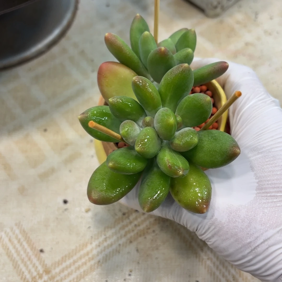 多肉植物金芒果石化拉丝