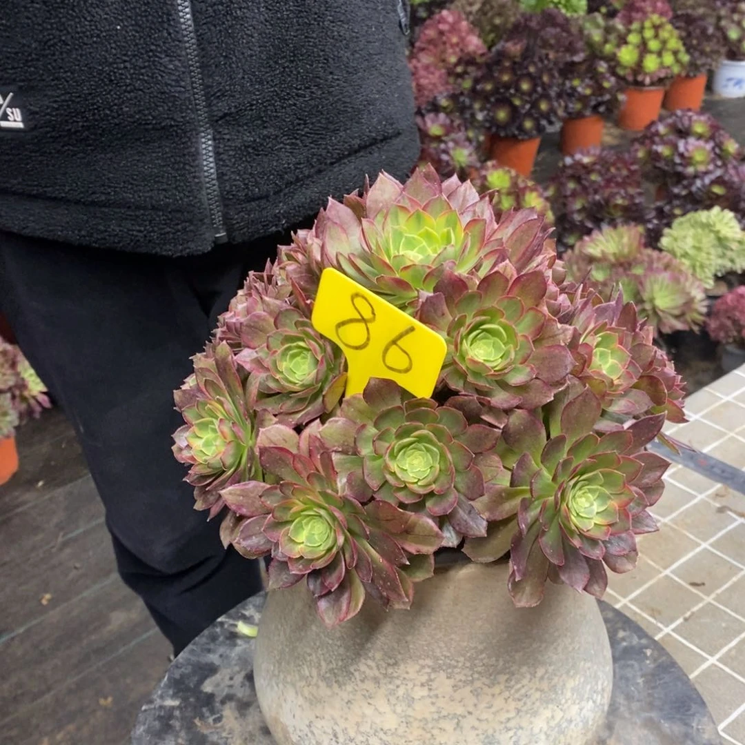 红陶86万圣节黄锦11
