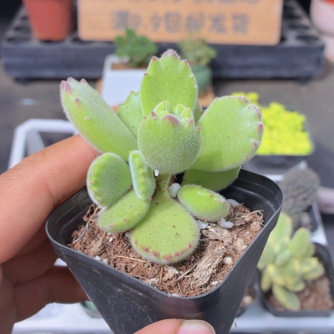 绿熊多肉9.9包邮发货