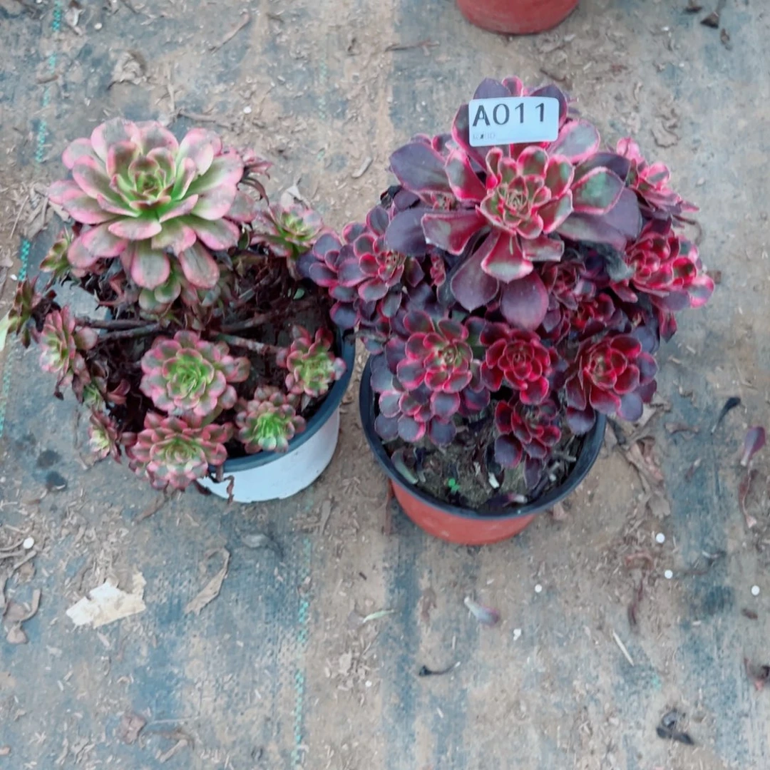 11两颗组合多肉植物