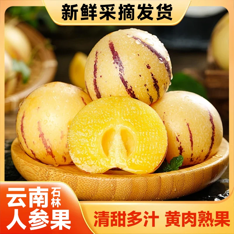 云南石林人参果黄肉多汁新鲜采摘应季水果树上成熟超甜黄心迷你果