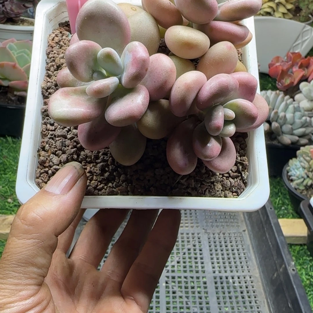 锦安精品多肉植物267