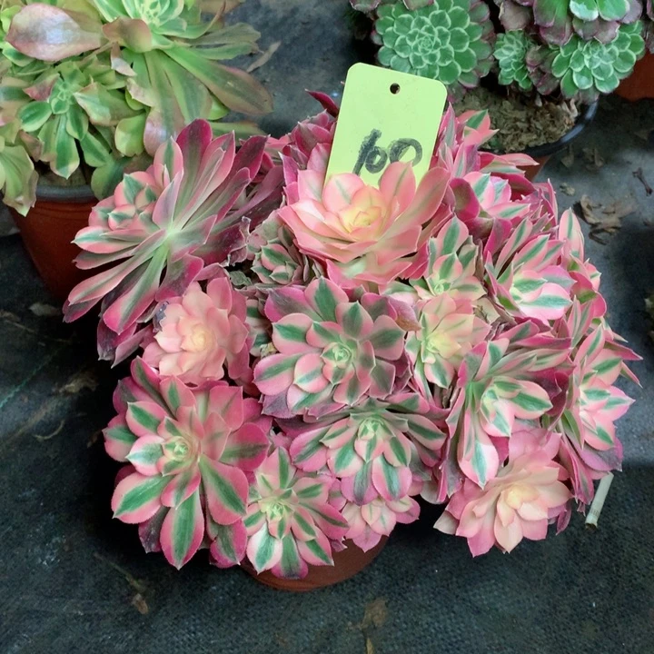 100粉女巫多肉11111