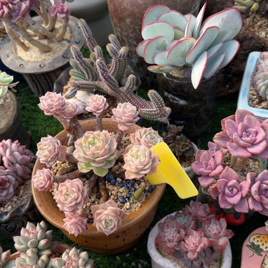 不***～多肉植物果冻色的昂斯诺哇