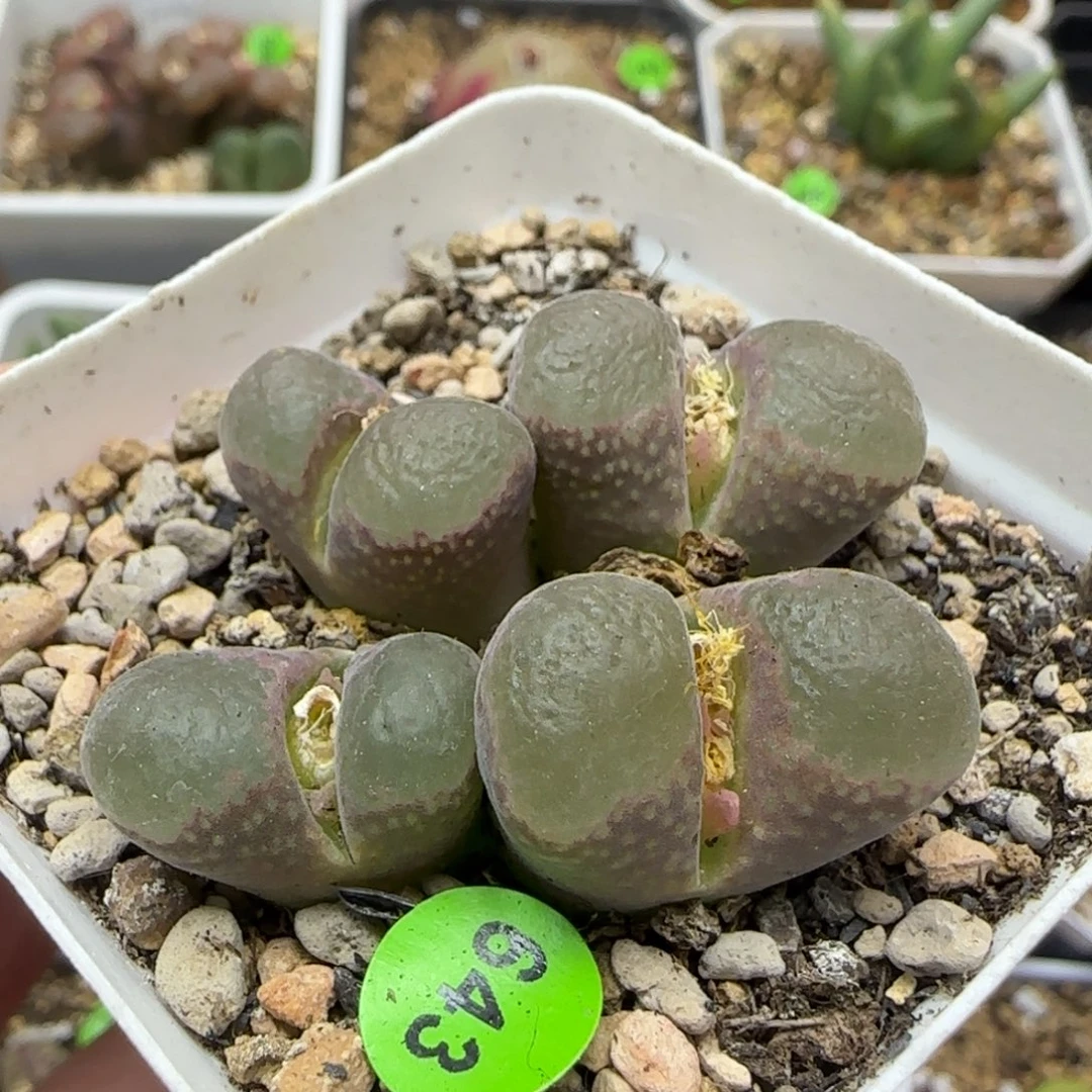 漂漂亮亮多肉植物643