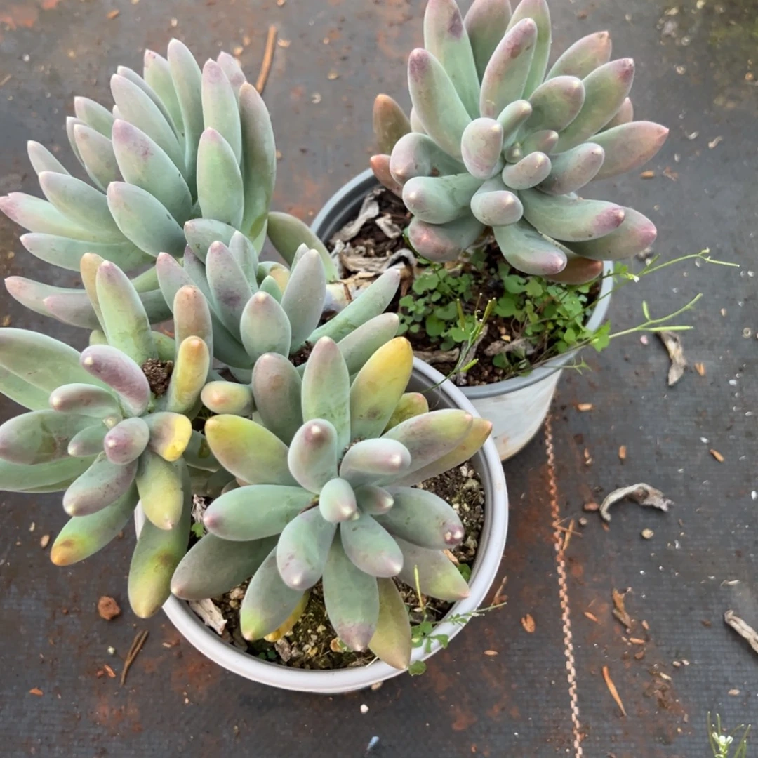多肉植物伊丽莎白两个