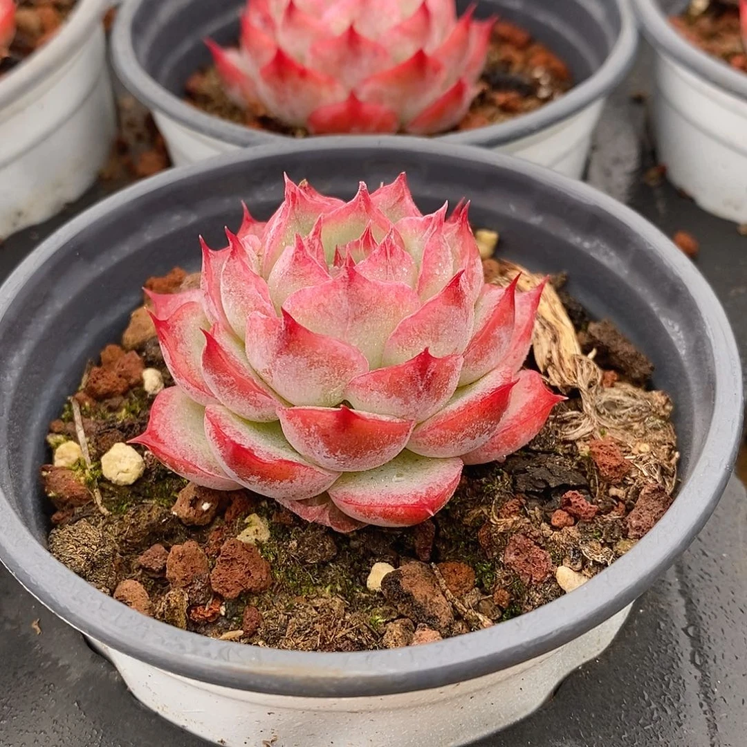 金汇园艺，侧影单头