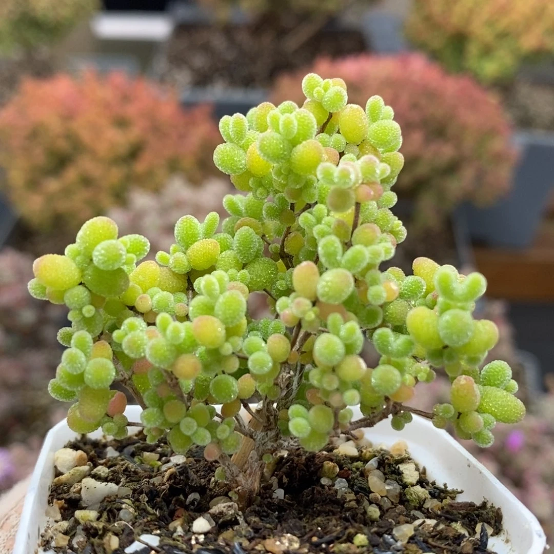 蜜橘糖球5844枝干番杏