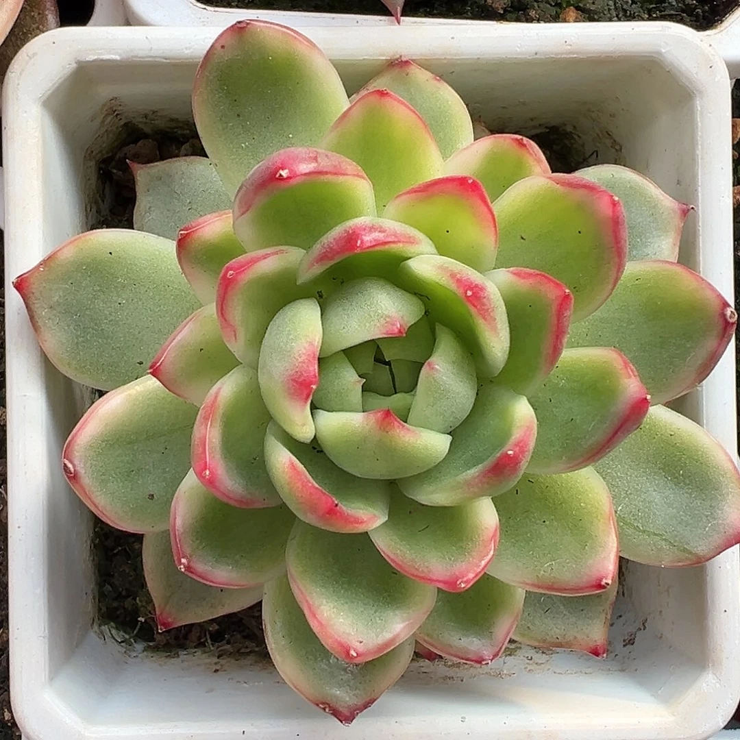 珍妮锦多肉植物锦