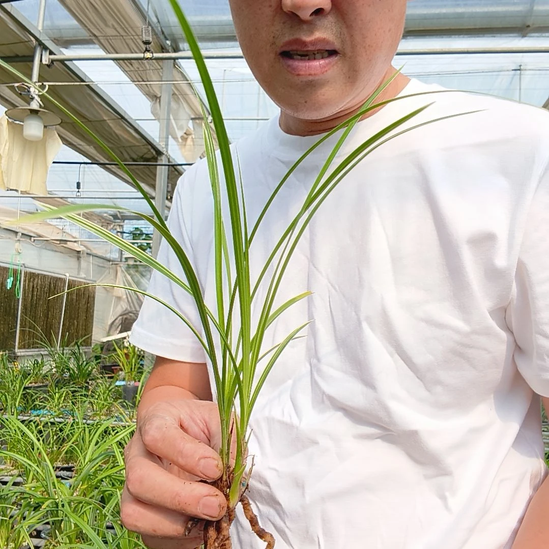 义***汇无花朵莲瓣兰小雪素边草