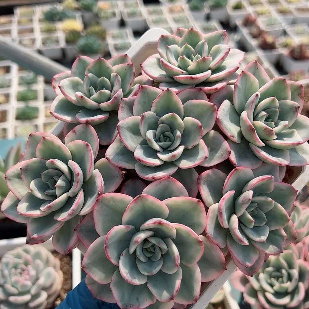 奶油黄桃锦，无砍手捧群