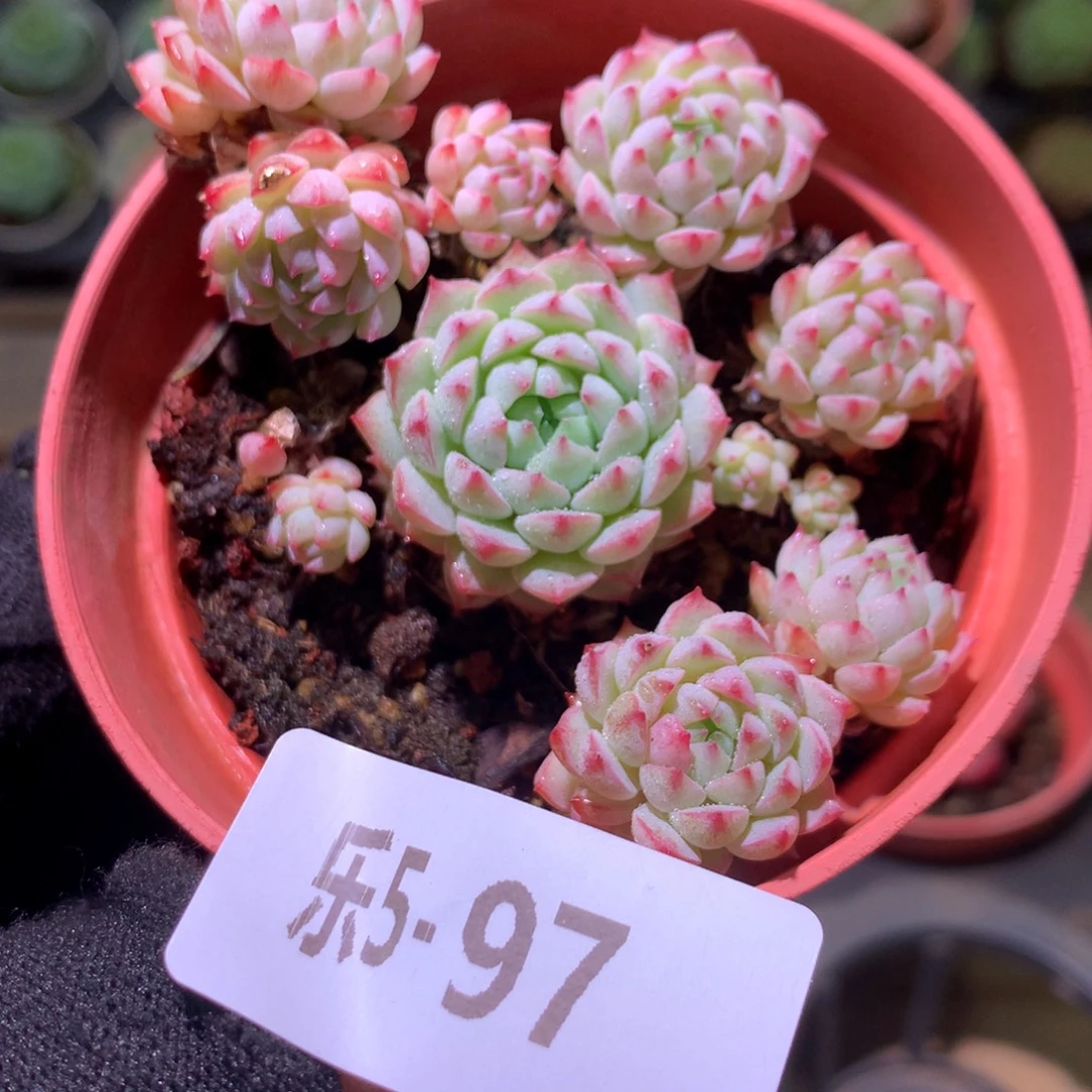 乐然 5-97 小粉梅群