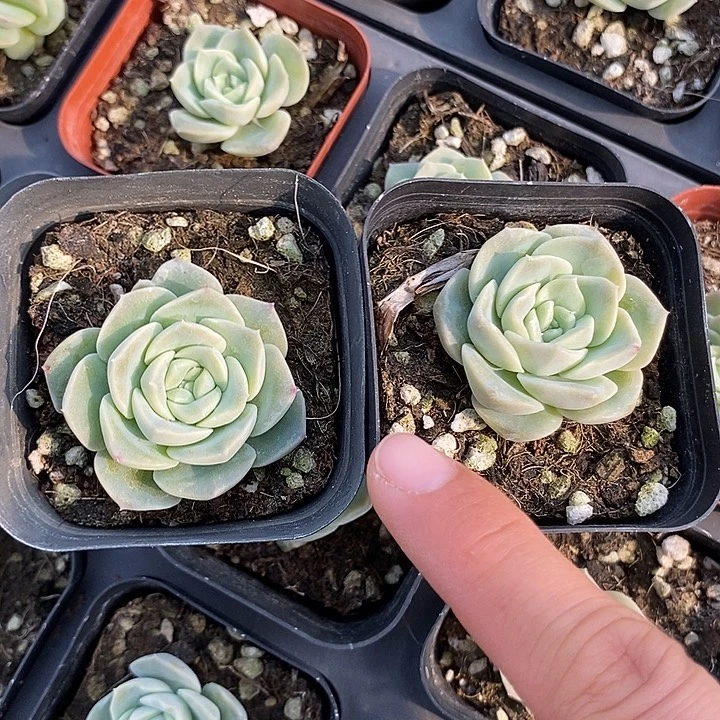 上盆良辰2颗量拍多肉