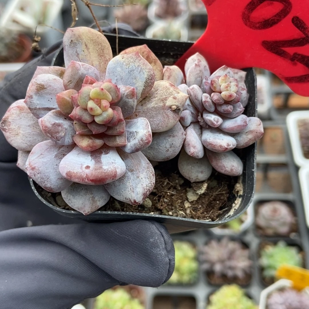 9023石化玉芙蓉多肉植物