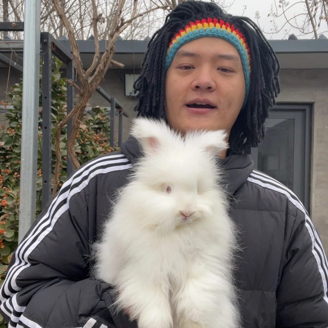 双血统英系安哥拉兔