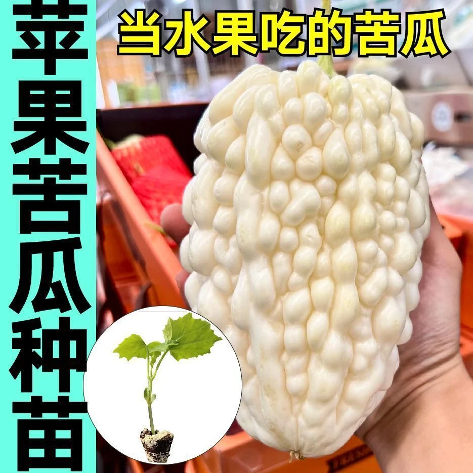 苹果苦瓜苗秧带白珍珠苦瓜种子籽春秋四季盆栽绿西红柿黄瓜小院