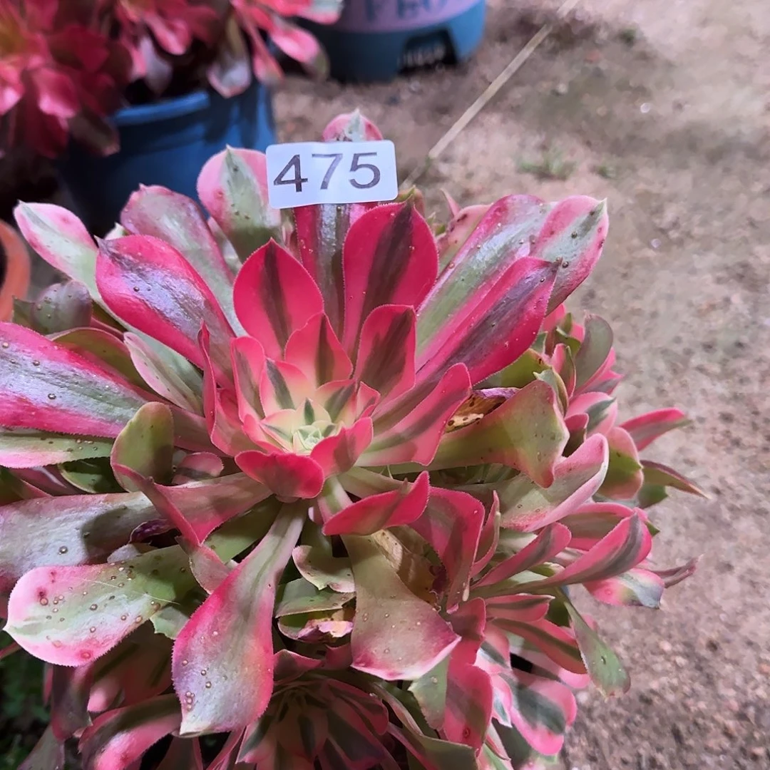 多肉植物法师香妃475