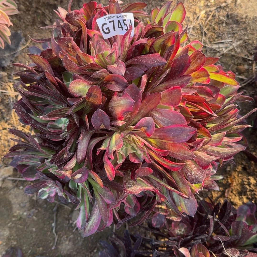 7454同花顺多肉植物