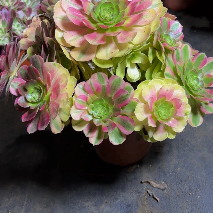 瑞妈，，。。。。347雨荷，