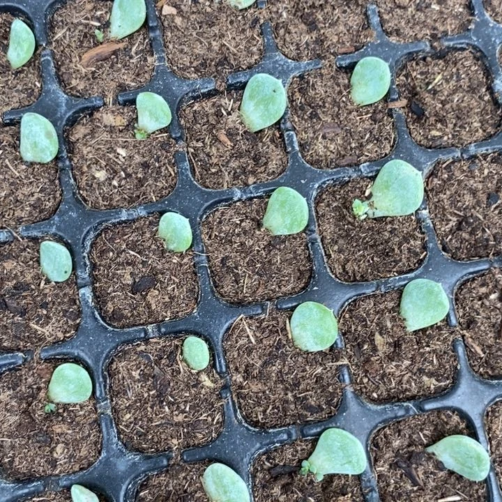 容止芽苗一个多肉