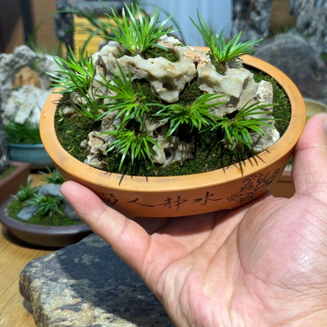 木***甘菖蒲附石➕紫砂花盆