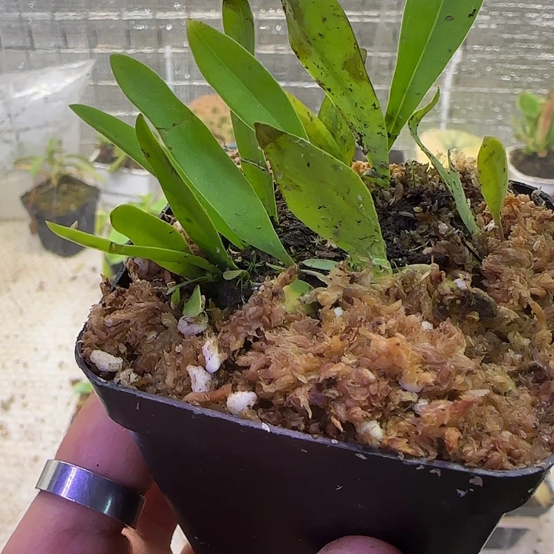 无花朵专拍恩德雷狸藻